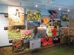 Sejarah dan Budaya Museum Tulip di Belanda